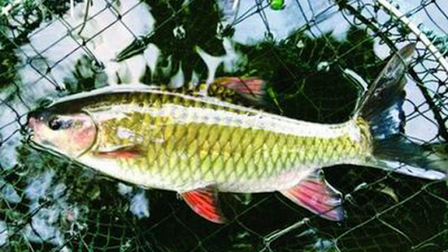 'Cá vua' đắt hàng, đem lại nguồn thu ổn định của cho người dân Tây Bắc